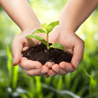 Green plant in soil being held