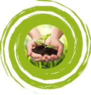 Hands holding a small plant