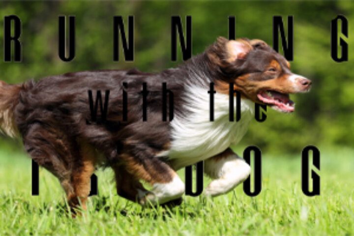 Happy dog outdoors in action