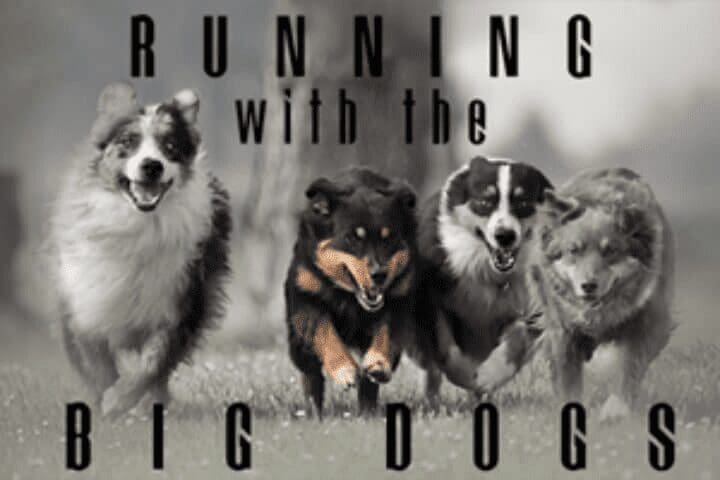 Dogs running together in a field