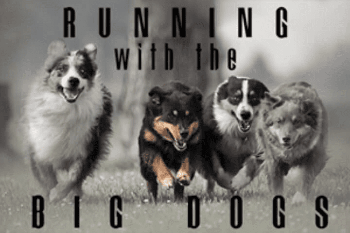 Dogs running together in a field